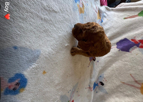 Miniature Labradoodle