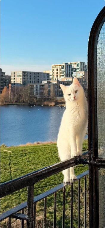Two Beautiful Cats Looking for a Loving Home