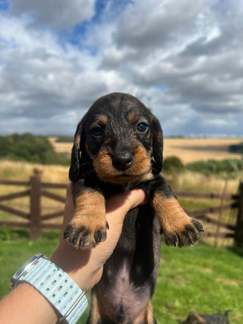 *Gamekeeper bred Wirehaired Dachshund (Teckel) Puppies*