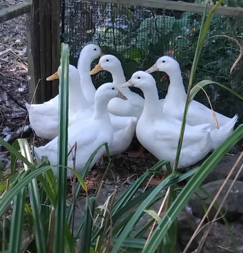 Breeding Pair of Cherry Valley Ducks