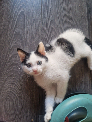 Dalmatian male kitten