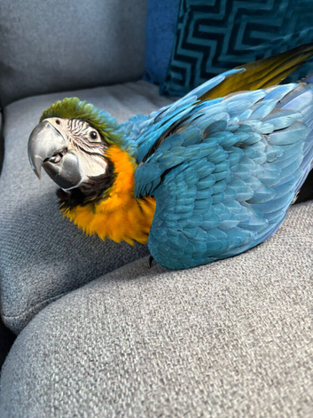 HAND-REARED BLUE & GOLD MACAW BABY &ndash; LOVELY FRIENDLY BABY