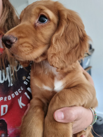 Working cocker spaniel
