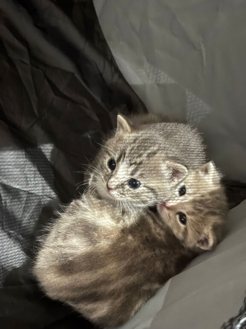 2 Kittens