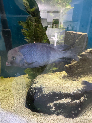 Blue Dolphin Malawi cichlid