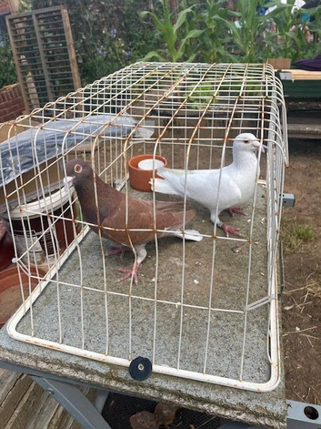 2 x Meulemans cock birds &pound;20