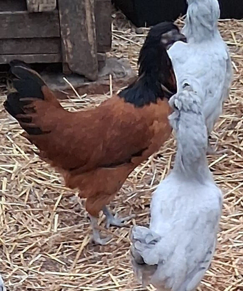 Vordwork pullets 16to18 weeks