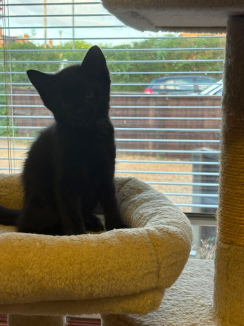 X2 black kittens for sale
