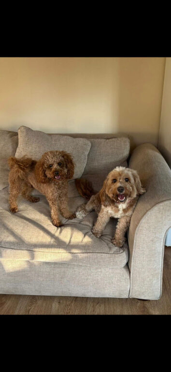 F1B red and apricot curly and wavy cockapoos