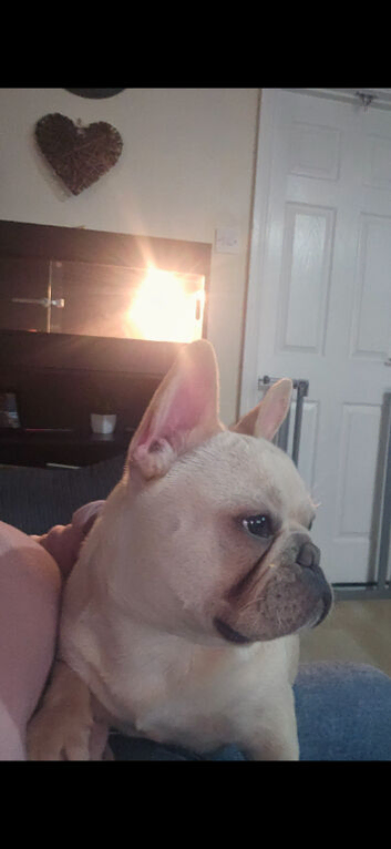 Frenchie in need of a loving home
