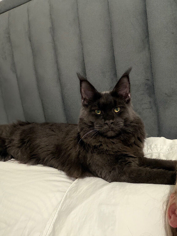 Mainecoon proven stud