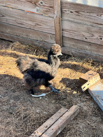 Trio USA Silkie cock and two hens