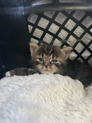 3 beautiful kittens 1 long haired