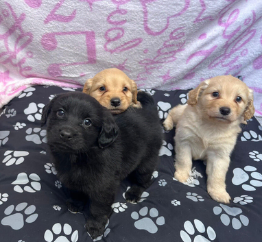 Pomeranian puppys