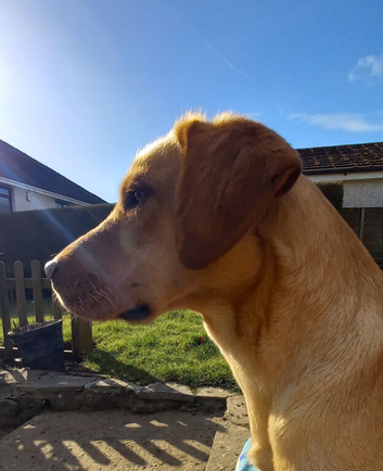 Kc registered Labradors puppies