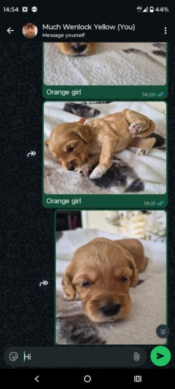 Cockapoo pups for sale