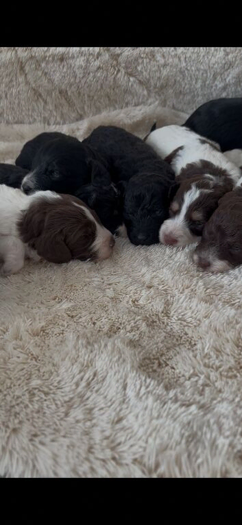 Cockapoo puppies