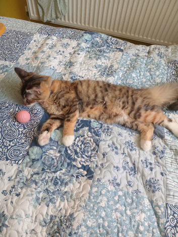 Cat for sale