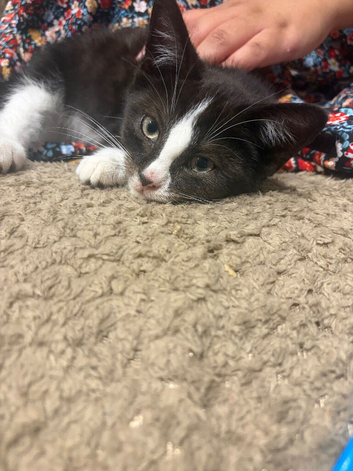 Tuxedo kitten