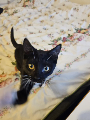 Need to rehome due to health reasons