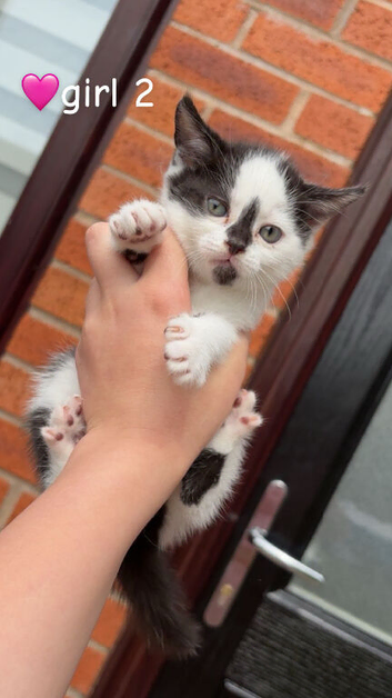 Kittens ready to leave now&hellip;!!!