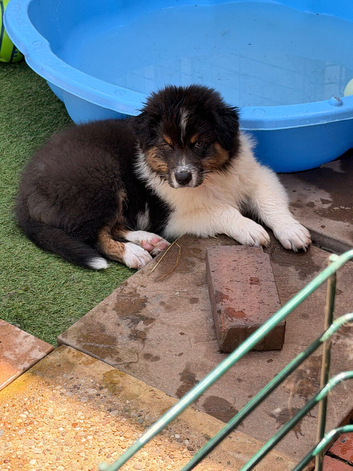 Australian Shepherd Puppies