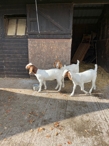 Pedigree Boar kids