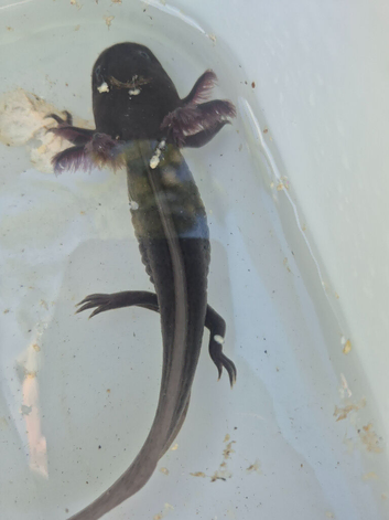 Axolotl