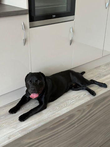 10 month labrador x staffy needs living home
