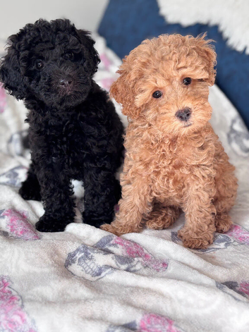 Poodle puppies available
