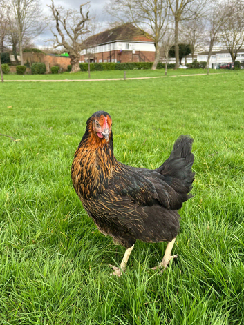 11x Hybrid POL Hens for sale!