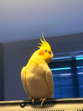 Beautiful cockatiel