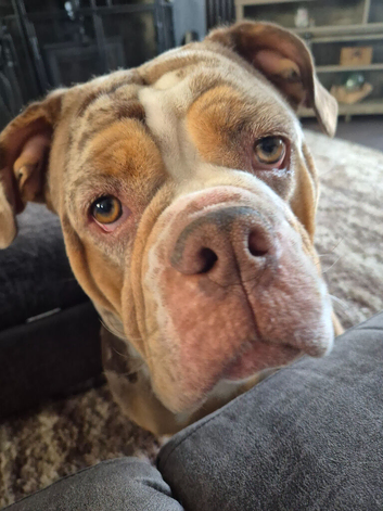 Old English Bulldogge