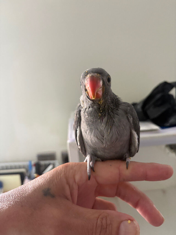 Hand reared Grey Indian ring neck