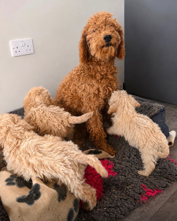 Ready now cocker  spaniel puppies