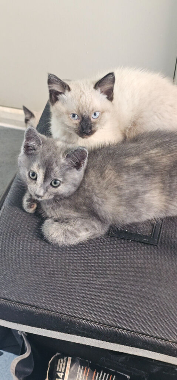 Beautiful fluffy ragdolls