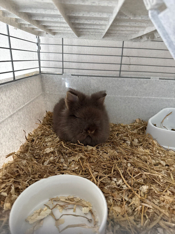Male and female rabbits.