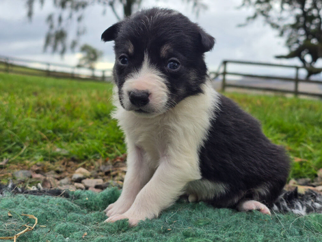 3 Boy and 1 girl Border Collie Pups left