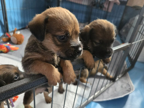 **Border Terrier Puppies**