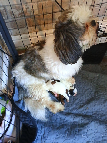 Shih tzu