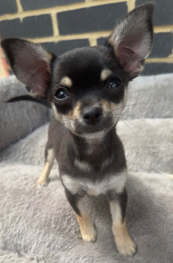 stunning chihuahua puppies READY to leave