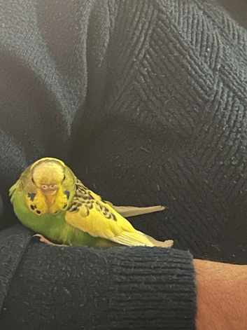 Budgies exhibition / different colours / mixed colours