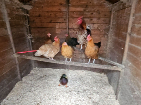 For Sale Friendly chickens