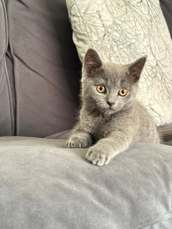 British shorthair male cat