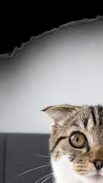 Scottish fold shirt hair