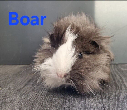 Beautiful Baby guinea pigs for sale