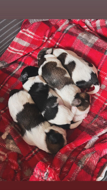 Shih tzu cross Lhasa apso