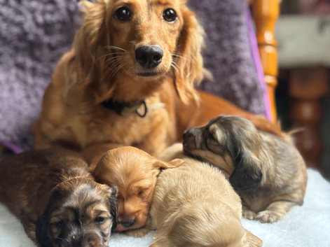 ️longhaired cream dachshund️