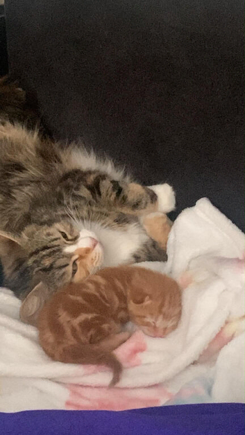 Kittens ragamuffin for sale