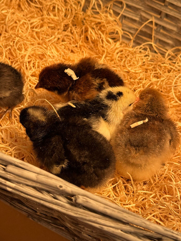 Days old chicks